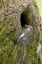 Female Pied Flycatcher (Ficedula hypoleuca) with insects in beak at nest hole in tree, Wales UK