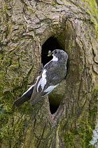 Male Pied Flycatcher (Ficedula hypoleuca) with insects in beak at nest hole in tree, Wales UK