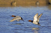 Two male (drakes) European Pochards (Aythya ferina) taking off from water, Gloucestershire UK