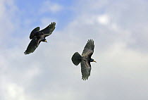 Two Rooks flying {Corvus frugilegus} UK