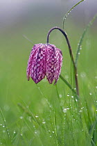 Snake's head fritillary (Fritillaria meleagris) in grass, covered in water droplets, morning, Wiltshire UK