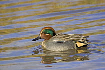 Male (drake) Common teal (Anas crecca) in water, Gloucestershire UK
