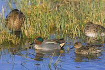 Male (left) and female Common Teal (Anas crecca) with other sleeping ducks behind, Gloucestershire UK