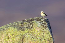 Male (Northern) Wheatear (Oenanthe oenanthe)  perched on rock, Deeside, Scotland UK