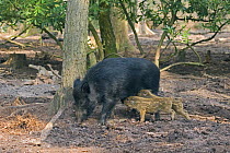 Female Wild Boar (Sus scrofa) with piglets, Captive UK