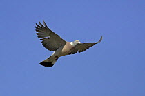Wood Pigeon (Columba palumbus) in flight, Gloucestershire UK