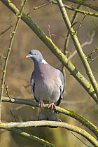 Wood Pigeon (Columba palumbus) in branches, Gloucestershire UK
