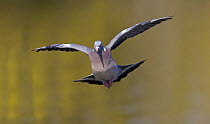 Wood Pigeon (Columba palumbus) in flight over water, Gloucestershire UK