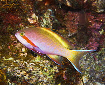 Threadfin anthias (Pseudanthias huctii), Papua New Guinea