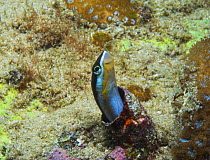 Blue-lined Fangblenny / Sabre toothed blenny (Plagiotremus rhinorhynchos) New South Wales, Australia