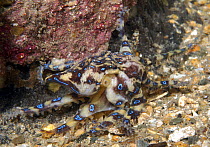 Blue-ringed Octopus (Hapalochlaena maculosa) South Australia, Australia