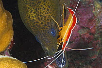 Scarlet / Pacific Cleaner Shrimp (Lysmata amboinensis) cleaning mouth of Giant Moray eel (Gymnothorax javanicus) Papua New Guinea