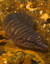 Tasmanian Clingfish (Aspasmogaster tasmaniensis) South Australia