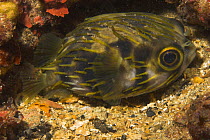 Globefish (Diodon nicthemerus) South Australia, Australia