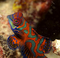 Mandarin Fish (Synchiropus splendidus) Papua New Guinea