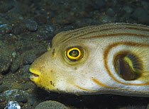Narrow-lined / Manila pufferfish (Arothron manilensis) Papua New Guinea