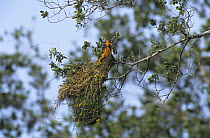 Altamira Oriole (Icterus gularis) on nest, Bentsen State Park, Rio Grande Valley, Texas, USA. April 2001