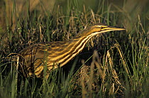 American Bittern (Botaurus lentiginosus) Welder Wildlife Refuge, Sinton, Texas, USA. March 2005