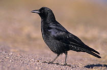 Common American Crow (Corvus brachyrhynchos), Bosque del Apache National Wildlife Refuge, NM, USA. Dec 2003