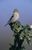 American Goldfinch (Carduelis tristis) with winter plumage on thistle, Lake Corpus Christi, Texas, USA. March 2003