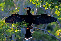 RF- Female American Darter (Anhinga anhinga) drying wings on mangrove tree, Ding Darling National Wildlife Refuge, Sanibel Island, Florida, USA. December. (This image may be licensed either as rights...