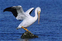 American White Pelican (Pelecanus erythrorhynchos) stretching wings, Rockport, Texas, USA. December 2003