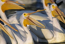 Group of American White Pelicans (Pelecanus erythrorhynchos) with bills open, Rockport, Texas, USA. December 2003
