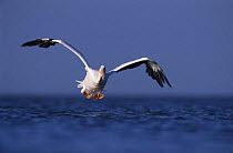 American White Pelican (Pelecanus erythrorhynchos) about to land on the sea, Rockport, Texas, USA. December 2003