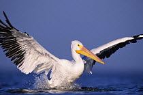 American White Pelican (Pelecanus erythrorhynchos) landing in sea, Rockport, Texas, USA, December 2003