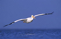 American White Pelican (Pelecanus erythrorhynchos) in flight over sea, Rockport, Texas, USA. December 2003