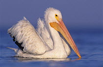 American White Pelican (Pelecanus erythrorhynchos) on water, Rockport, Texas, USA, December 2003