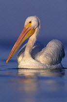 American White Pelican (Pelecanus erythrorhynchos) on water, Rockport, Texas, USA. December 2003