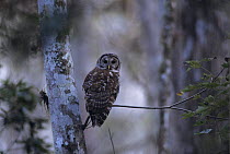Barred Owl (Strix varia) Corkscrew Swamp Sanctuary, Florida, USA. December 1998