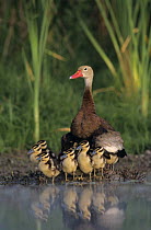Female Black-bellied Whistling-Duck (Dendrocygna autumnalis) with ducklings, Lake Corpus Christi, Texas, USA. June 2003