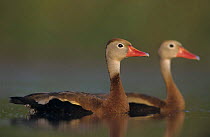 A pair of Black-bellied Whistling-Ducks (Dendrocygna autumnalis) Lake Corpus Christi, Texas, USA, April 2003