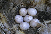 Bewick's wren (Thryomanes bewickii) nest with eggs, Starr County, Rio Grande Valley, Texas, USA. March 2002