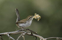 Bewick's Wren (Thryomanes bewickii) with nesting material, Starr County, Rio Grande Valley, Texas, USA. March 2002