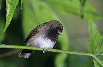 Male Black-faced Grassquit (Tiaris bicolor) on branch, Rocklands, Montego Bay, Jamaica. January 2005