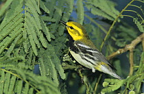 Male Black-throated Green Warbler (Dendroica virens) South Padre Island, Texas, USA. May 2005