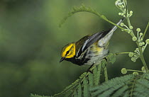 Male Black-throated Green Warbler (Dendroica virens) South Padre Island, Texas, USA. May 2005