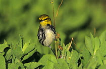 Female Black-throated Green Warbler (Dendroica virens) South Padre Island, Texas, USA. May 2005