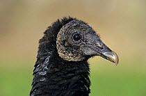 Portrait of Black Vulture (Coragyps atratus) New Braunfels, Texas, USA. May 2001