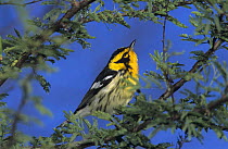Male Blackburnian Warbler (Dendroica fusca) in tree, Port Aransas, Texas, USA. May 2003