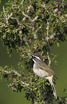 Black-throated Sparrow (Amphispiza bilineata) on blooming Guayacan (Guaiacum angustifolium), Starr County, Rio Grande Valley, Texas, USA. April 2002