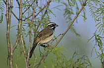 Black-throated Sparrow (Amphispiza bilineata) Starr County, Rio Grande Valley, Texas, USA. April 2002