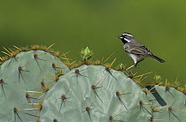 Black-throated Sparrow (Amphispiza bilineata) on Texas Prickly Pear Cactus (Opuntia lindheimeri), Starr County, Rio Grande Valley, Texas, USA. April 2002