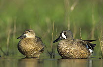 Male-female pair of Blue-winged Teal (Anas discors) Willacy County, Rio Grande Valley, Texas, USA. May 2004