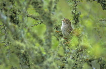 Male Cassin's Sparrow (Aimophila cassinii) singing in bush, Choke Canyon State Park, Texas, USA. April 2002