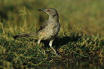 Curve-billed Thrasher (Toxostoma curvirostre) by water to drink, Starr County, Rio Grande Valley, Texas, USA. May 2002