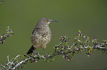 Curve-billed Thrasher (Toxostoma curvirostre) on blooming Guayacan (Guaiacum angustifolium), Starr County, Rio Grande Valley, Texas, USA. April 2002